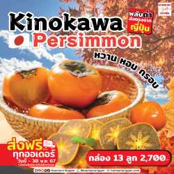 [ยกลัง 13 ลูก] พลับญี่ปุ่นคิโนะคาวะ เนื้อดำ - Kinokawa Persimmon (Black Flesh) 