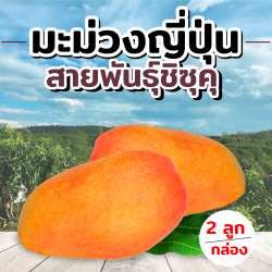 [Gift Box 2 ลูก] มะม่วง สายพันธุ์ชิซุคุ - Mango Shizuku