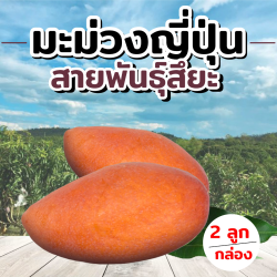[Gift Box 2 ลูก] มะม่วง สายพันธุ์สึยะ - Mango Tsuya