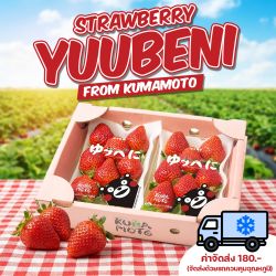 สตรอว์เบอร์รียูเบนิ จากเมืองคุมาโมโตะ (250 กรัม x 2 แพ็ค) - Yuubeni Strawberry from Kumamoto